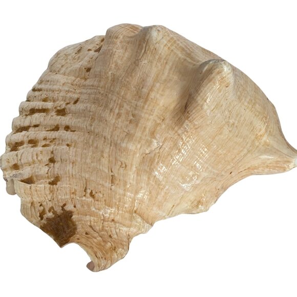 Mayan Image and Glyphs MesoAmerican Carved Queen Conch Shell Mexico - Picture 4 of 7